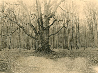Le gros chêne de Saint Jean aux Bois