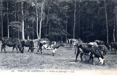 Les vaches dans la forêt de Compiègne